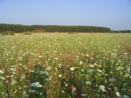草地から望むシェストヴィツァの「ゴロジシチェ」