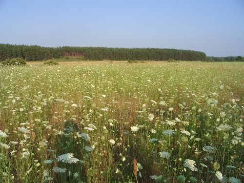 草地から望むシェストヴィツァの「ゴロジシチェ」