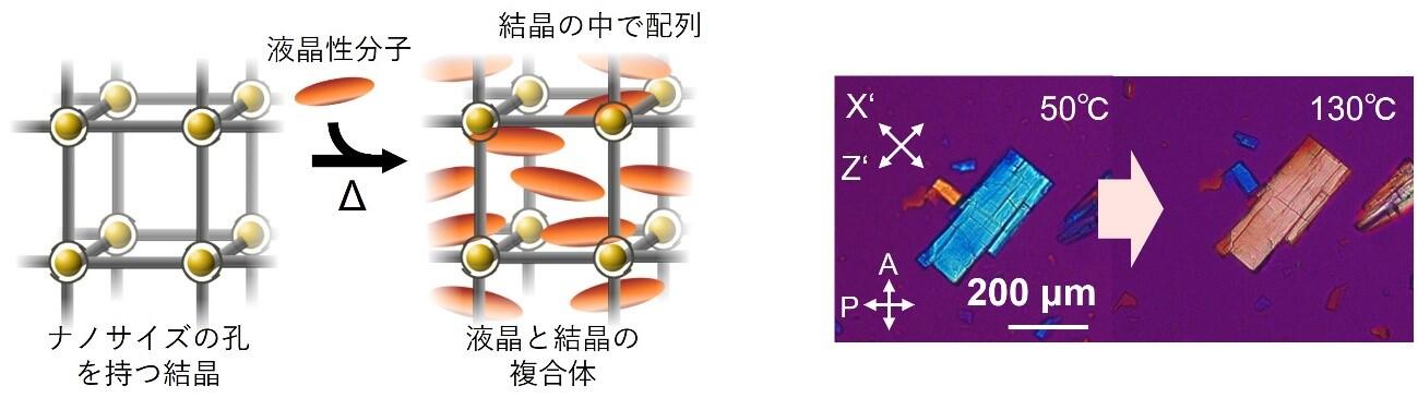 本研究グループが開発した液晶と結晶の複合体。右は複合体の偏光顕微鏡像。